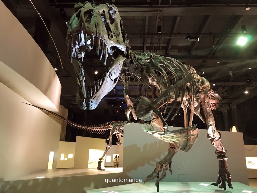 scheletro di un enorme dinosauro allo Houston Museum of Natural Science in texas